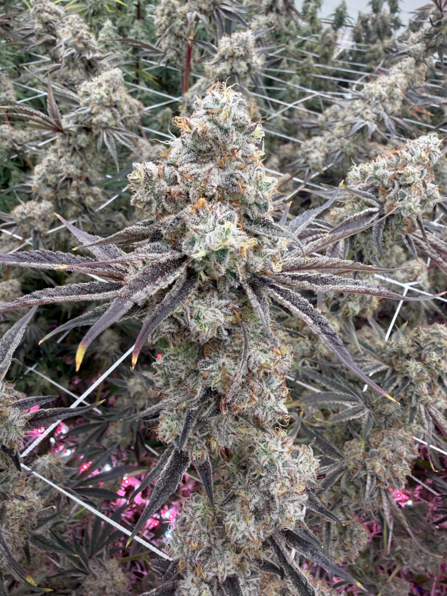 Alien Vortex flower — coming soon from Tier 401