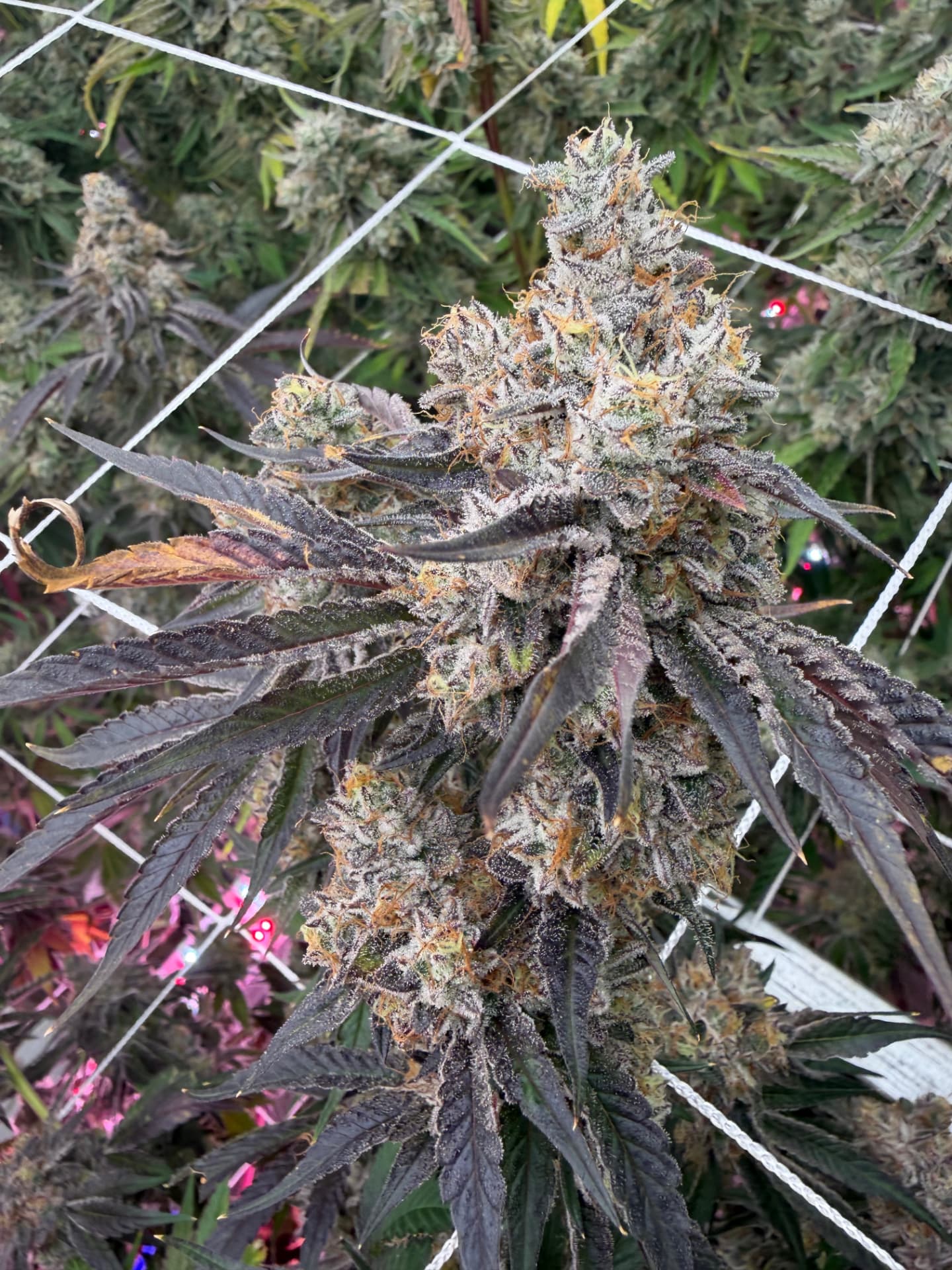 Red Velvet Runtz from Tier 401