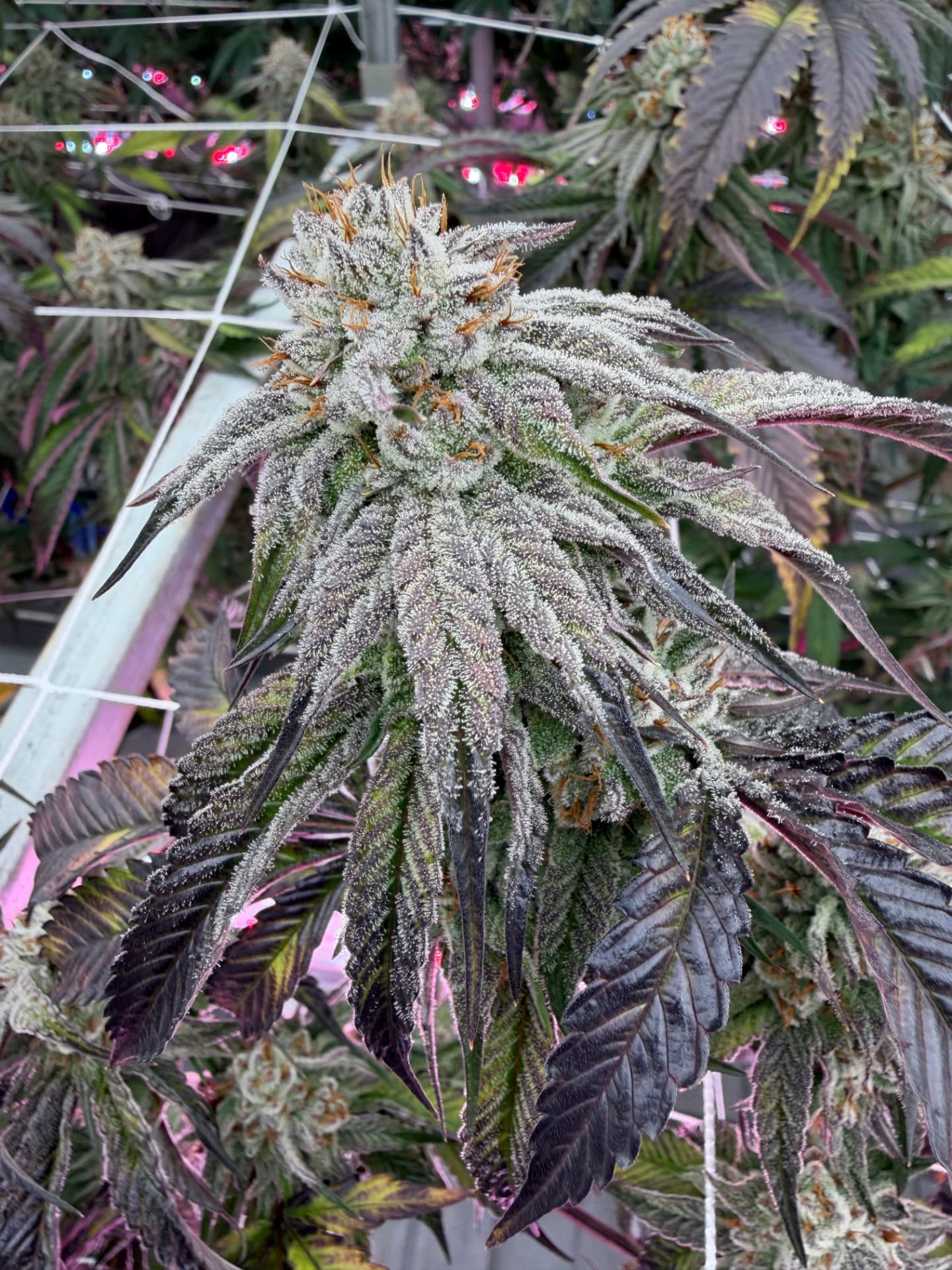 Tropic Thunder plant finishing in the Tier 401 grow room — coming soon