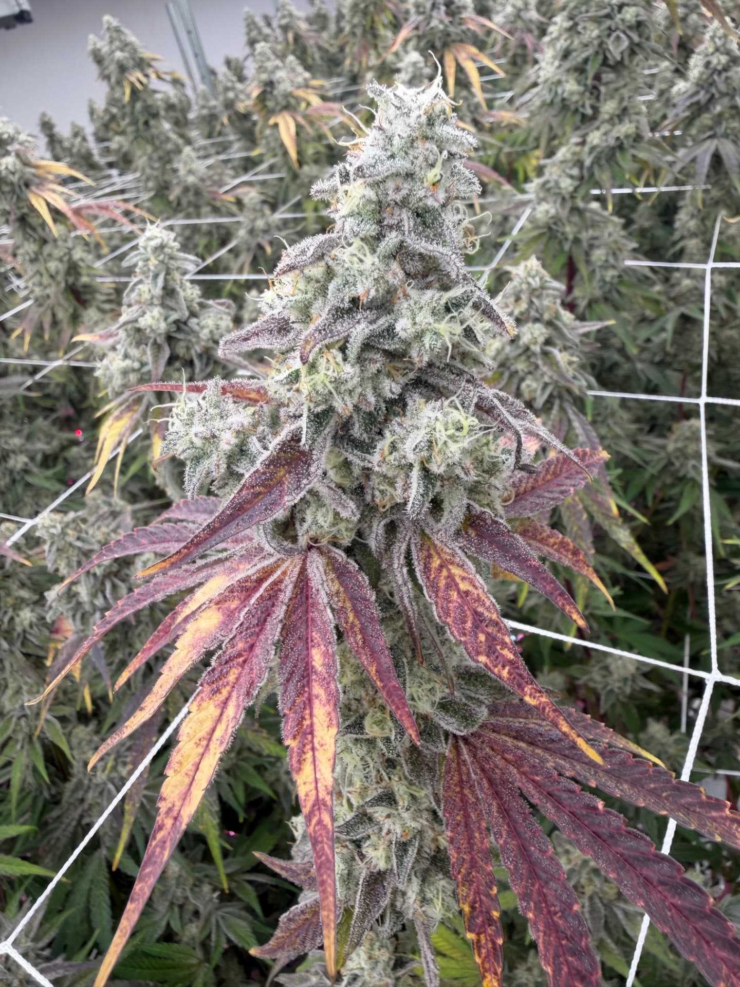 Alien Cookies flower on the plant, frosty with purple fades