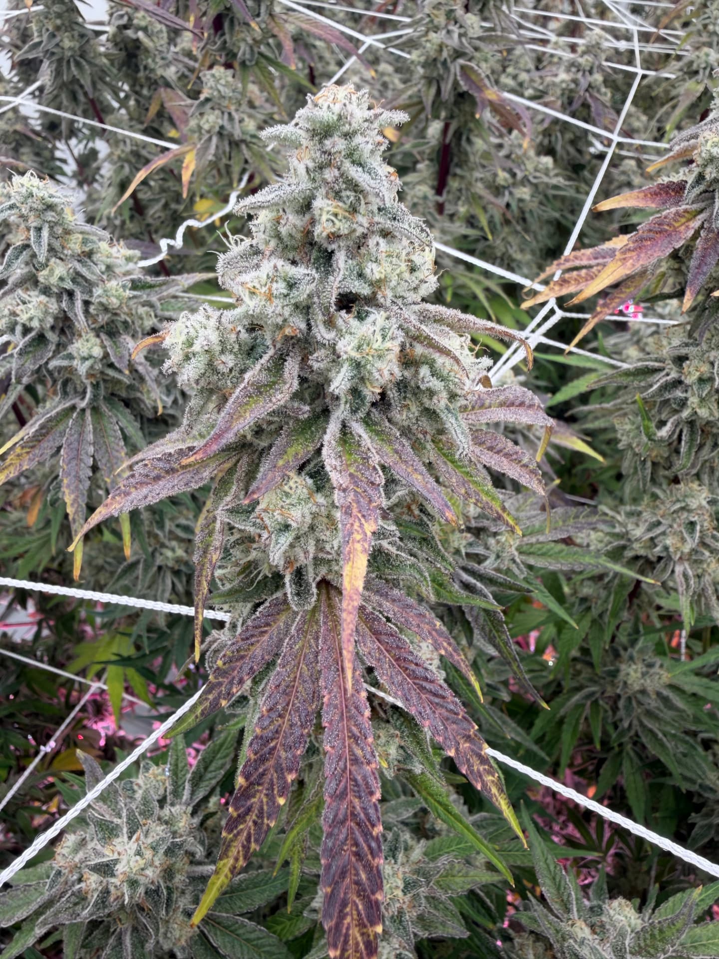 Alien Cookies cola covered in trichomes